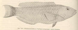 Image of Ballieu's wrasse