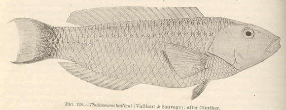 Thalassoma ballieui (Vaillant & Sauvage 1875) resmi