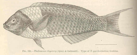 Thalassoma duperrey (Quoy & Gaimard 1824) resmi