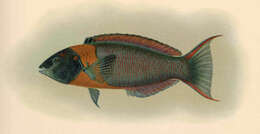 Plancia ëd Thalassoma duperrey (Quoy & Gaimard 1824)