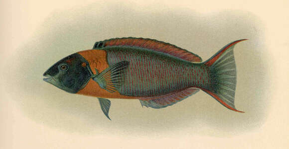 Image of Saddle wrasse