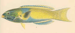 Image of <i>Thalassoma neanis</i>