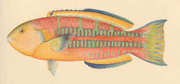 Image of Wrasses