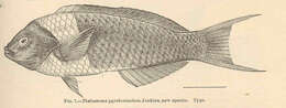 Image of Saddle wrasse