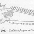 Daector reticulata (Günther 1864) resmi