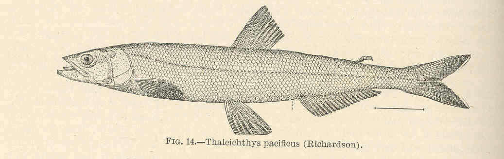 صورة Thaleichthys