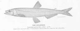 Image of Thaleichthys