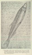 Thaleichthys resmi