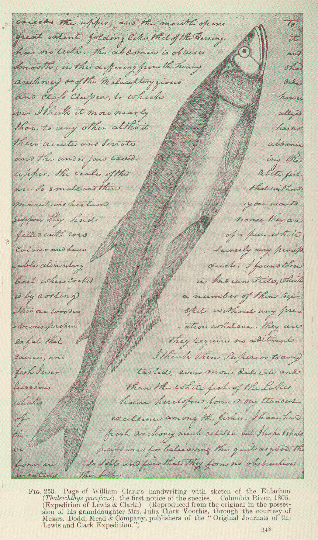 Thaleichthys resmi