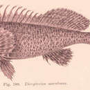Imagem de Chironemus maculosus (Richardson 1850)