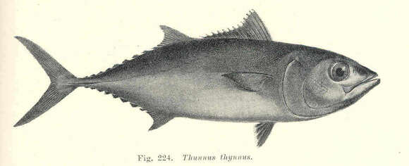 Image of Thunnus