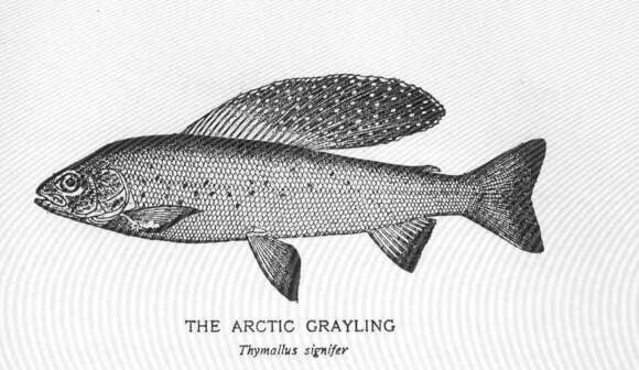 Image of grayling