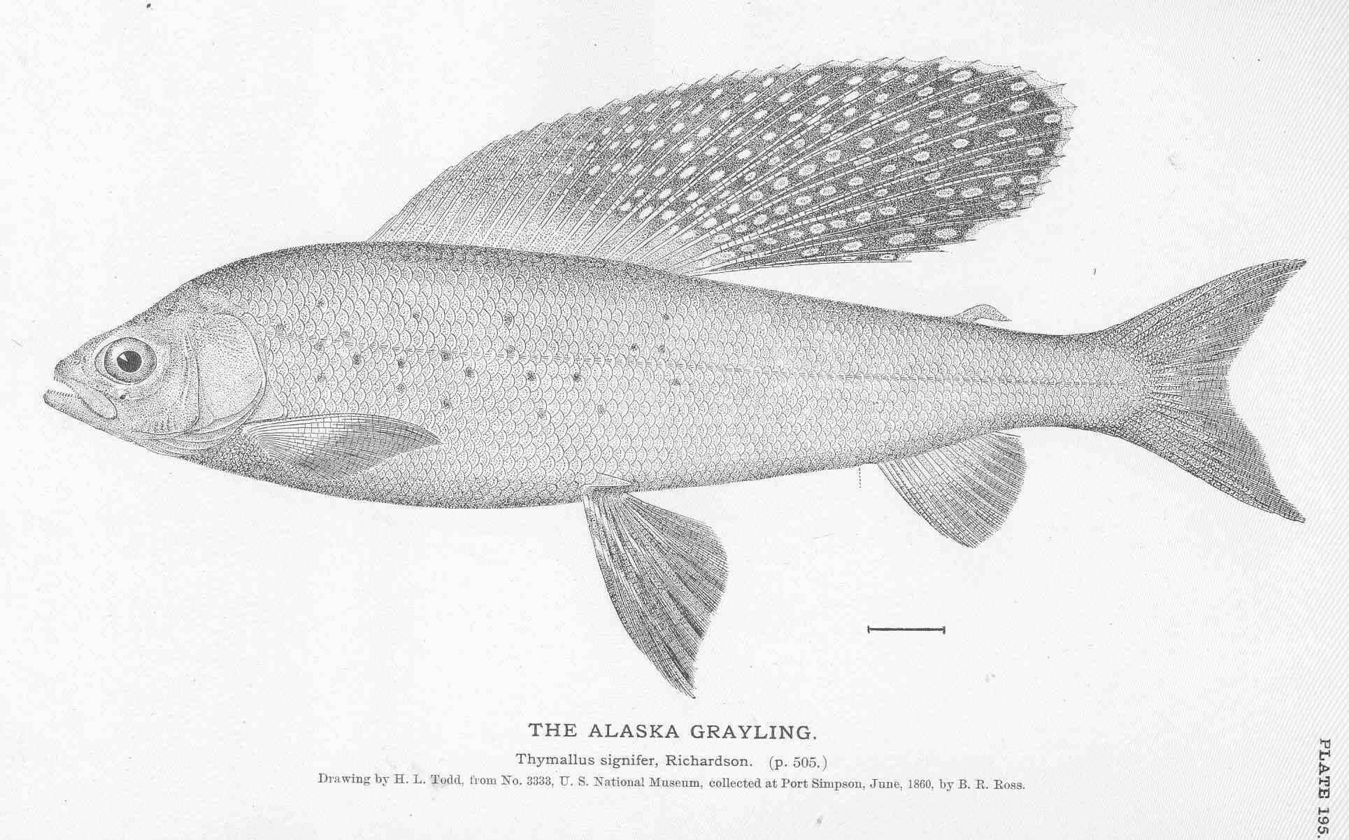 Image of grayling