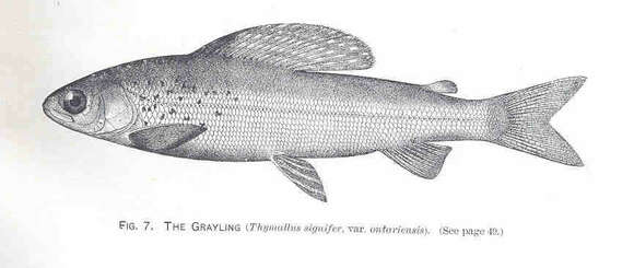 Image of grayling