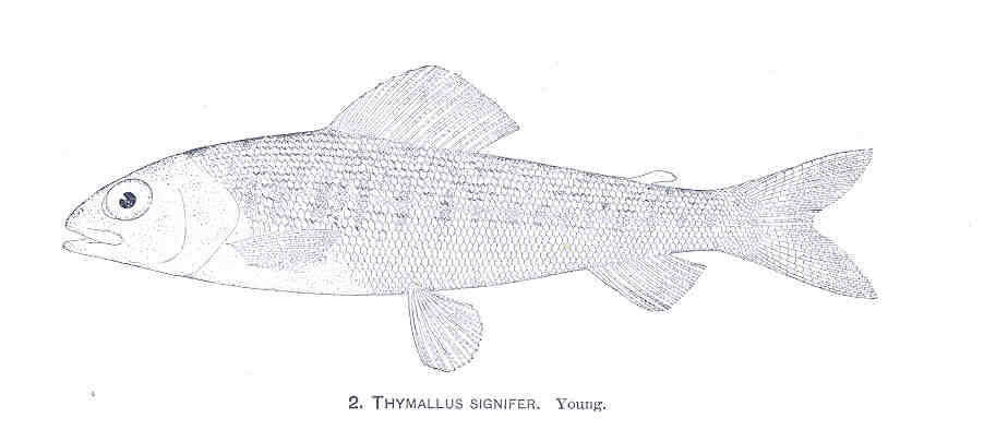 Image of grayling