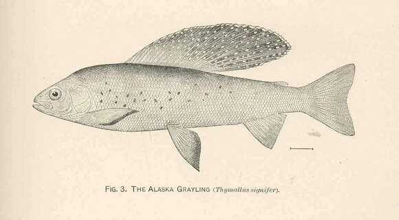 Image of grayling