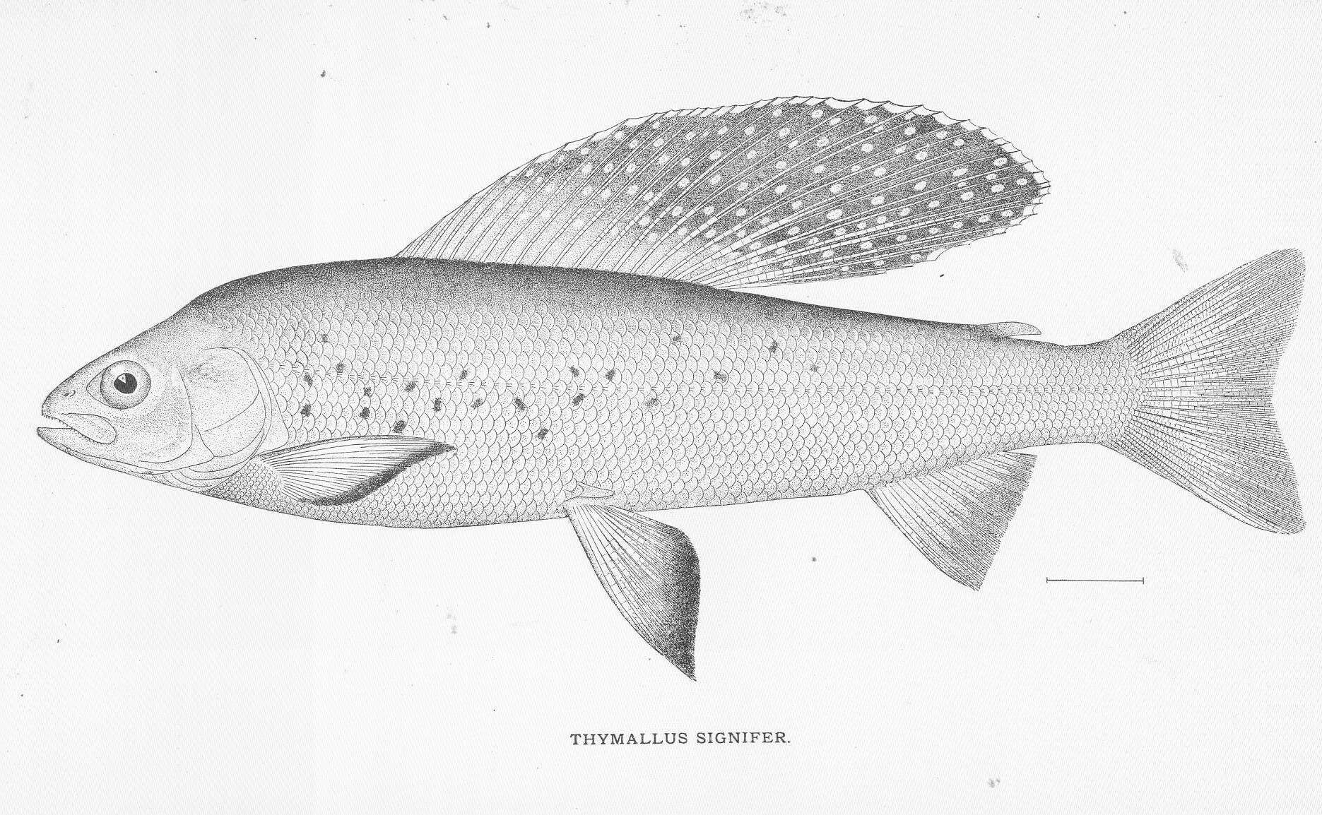 Image de Thymallus