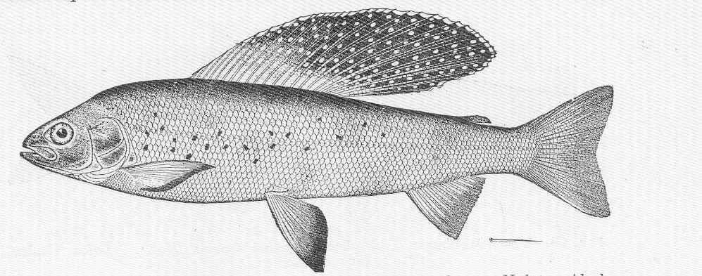 Image of grayling