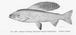 Image of grayling