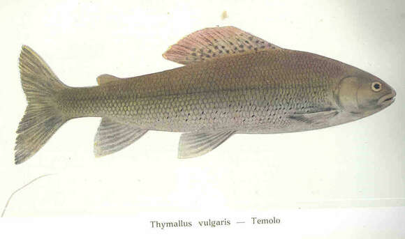 Image of grayling