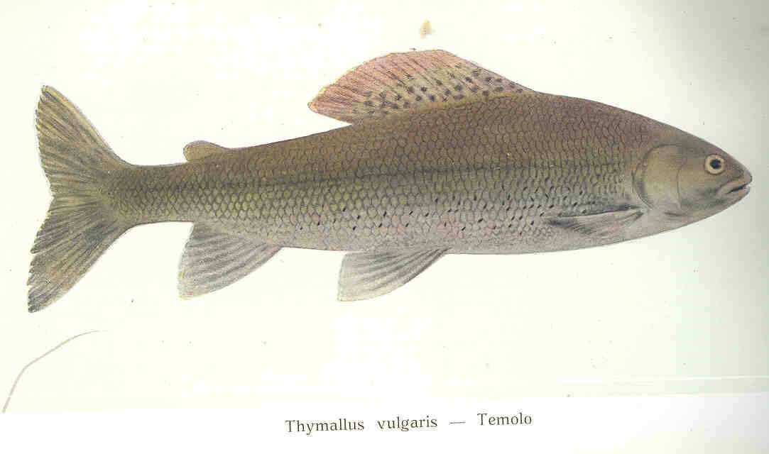 Image de Thymallus