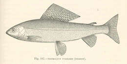 Image of grayling