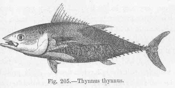 Image of Thunnus