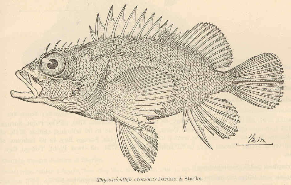 Plancia ëd Thysanichthys