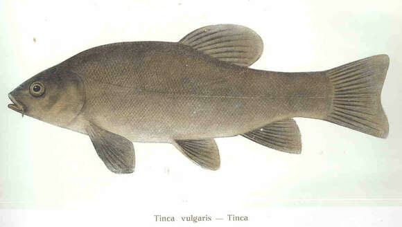 Image of Tinca