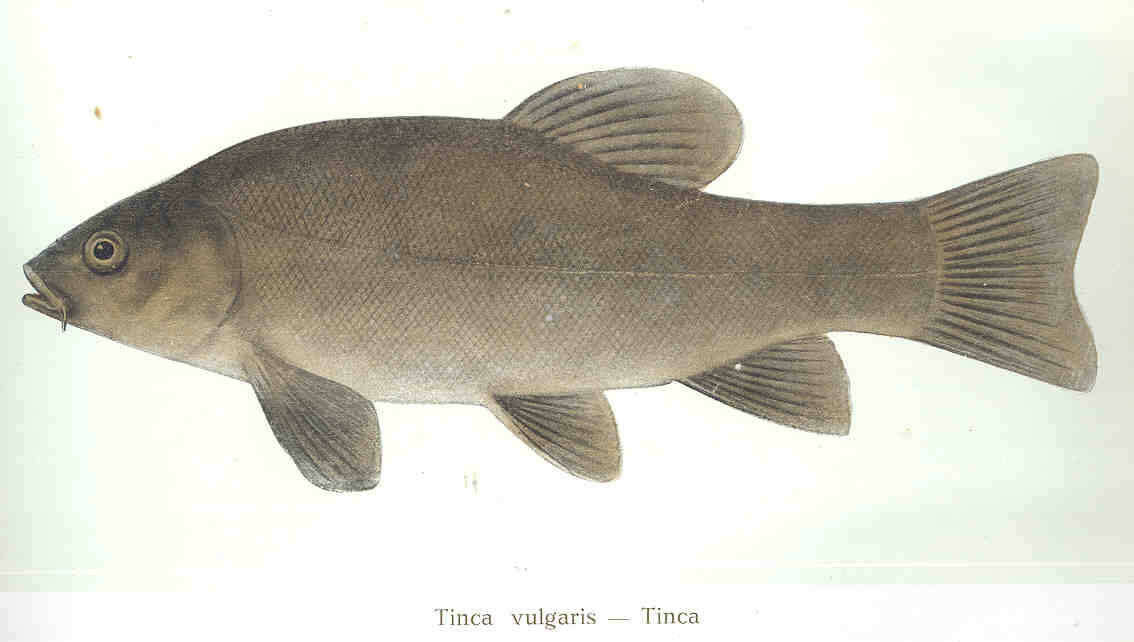 Image of Tincidae
