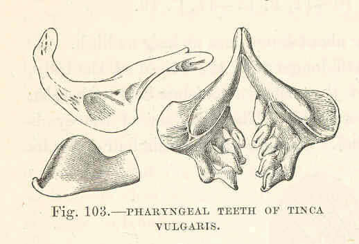 Tincidae resmi