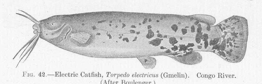 Image of torpedo electric rays