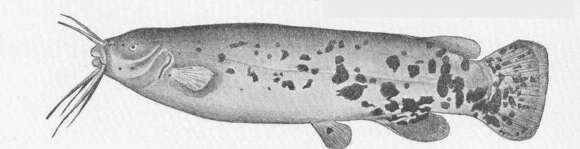 Image of torpedo electric rays