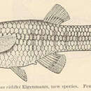 Image of Creole Topminnow