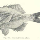 Imagem de Centroberyx affinis (Günther 1859)