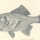 Image of Bight red fish