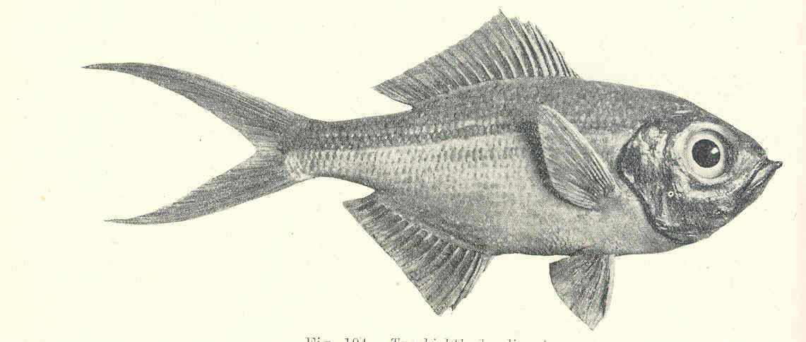 Image of Beryciformes