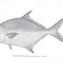 Image of Florida Pompano