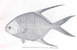 Trachinotus resmi