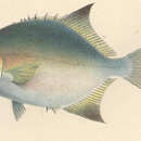 Image of Joefish