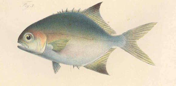 Image of Joefish