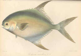 Image of Galloon pompano