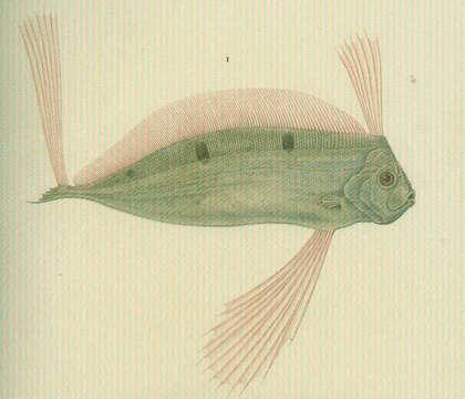 Image of Deal-fishes