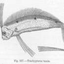 Image of King-of-the-salmon