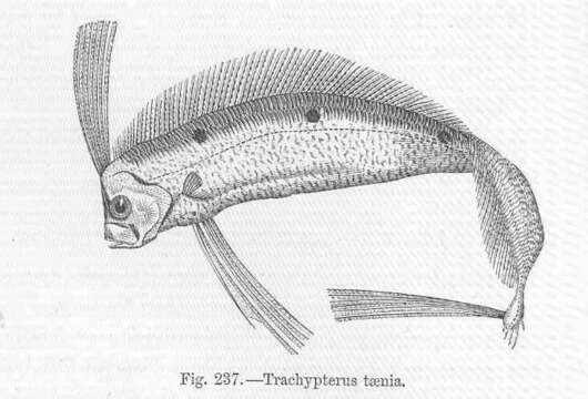 Image of Deal-fishes