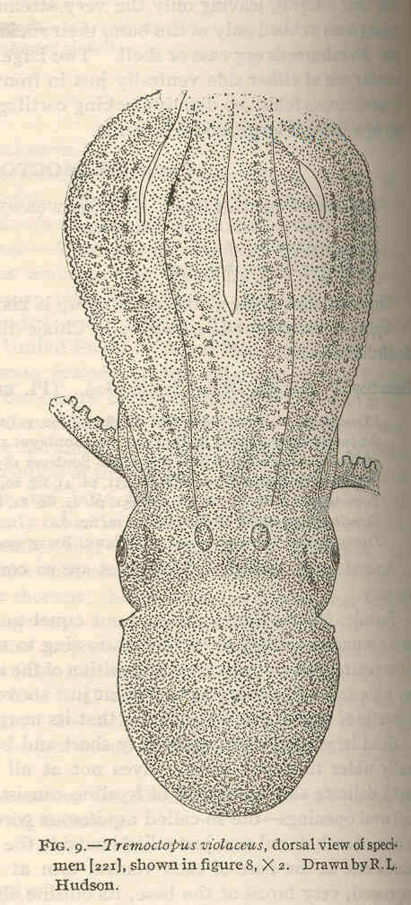 Image de Tremoctopodidae Tryon 1879
