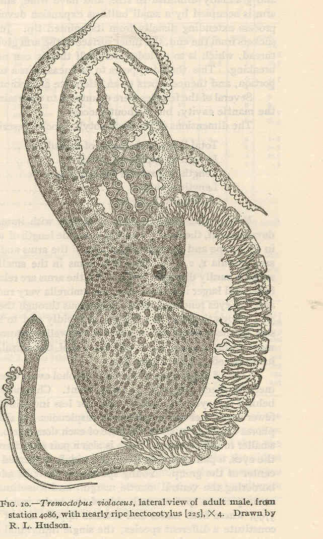 Image de Tremoctopodidae Tryon 1879