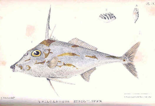 Pseudotriacanthus resmi