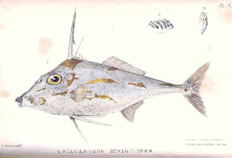 Image of Pseudotriacanthus