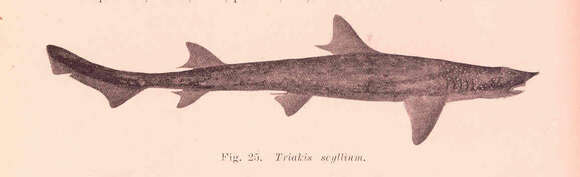 Image of hound sharks